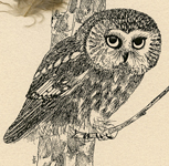 Saw-whet Owl 2005 thumbnail © Carolyn Rutgers Clark